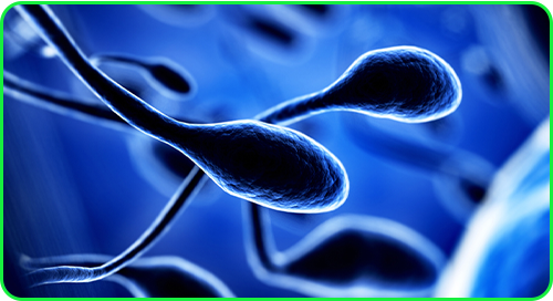 Génétique & Biologie de la reproduction